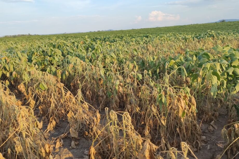 Falta de chuva em algumas regiões põe supersafra de soja em xeque