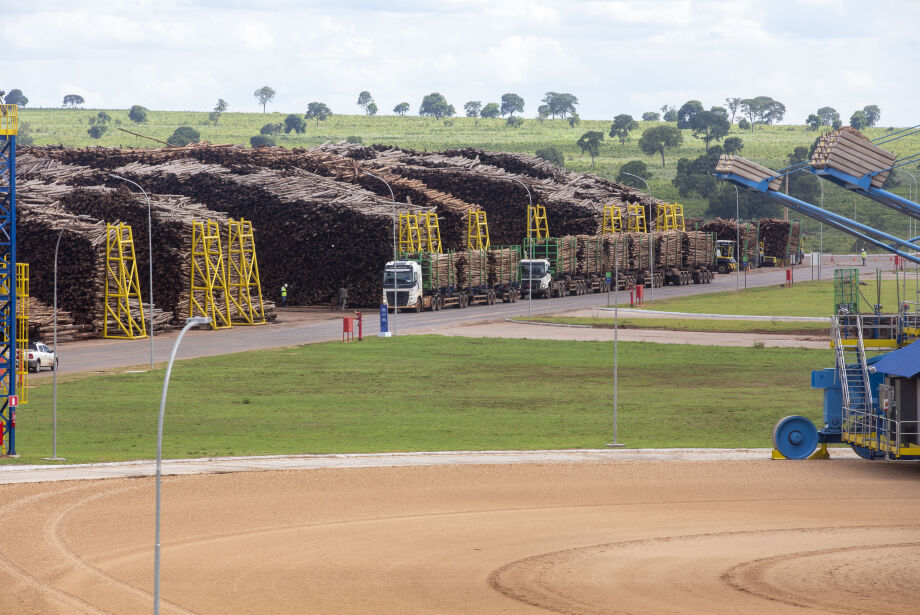 MS pode ter a sexta megafábrica de celulose