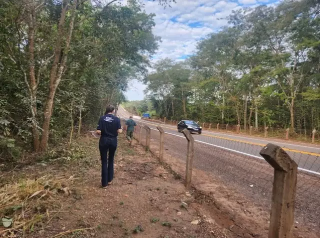 Mato Grosso do Sul vira laboratório para reduzir acidentes com fauna...