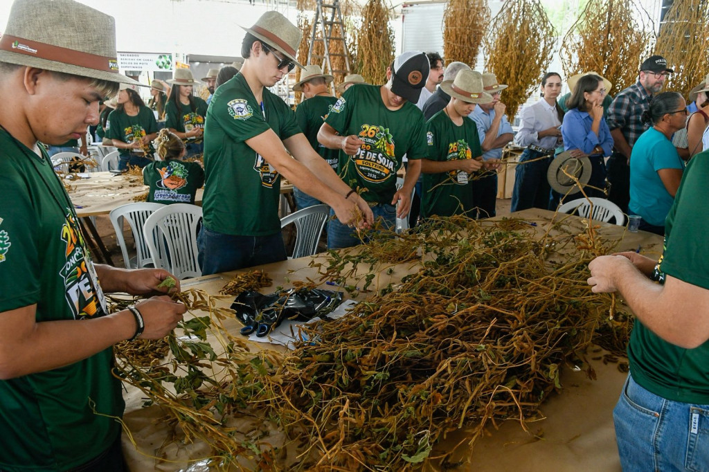 Festa do Pé de Soja Solteiro movimenta Laguna Carapã com safra em...