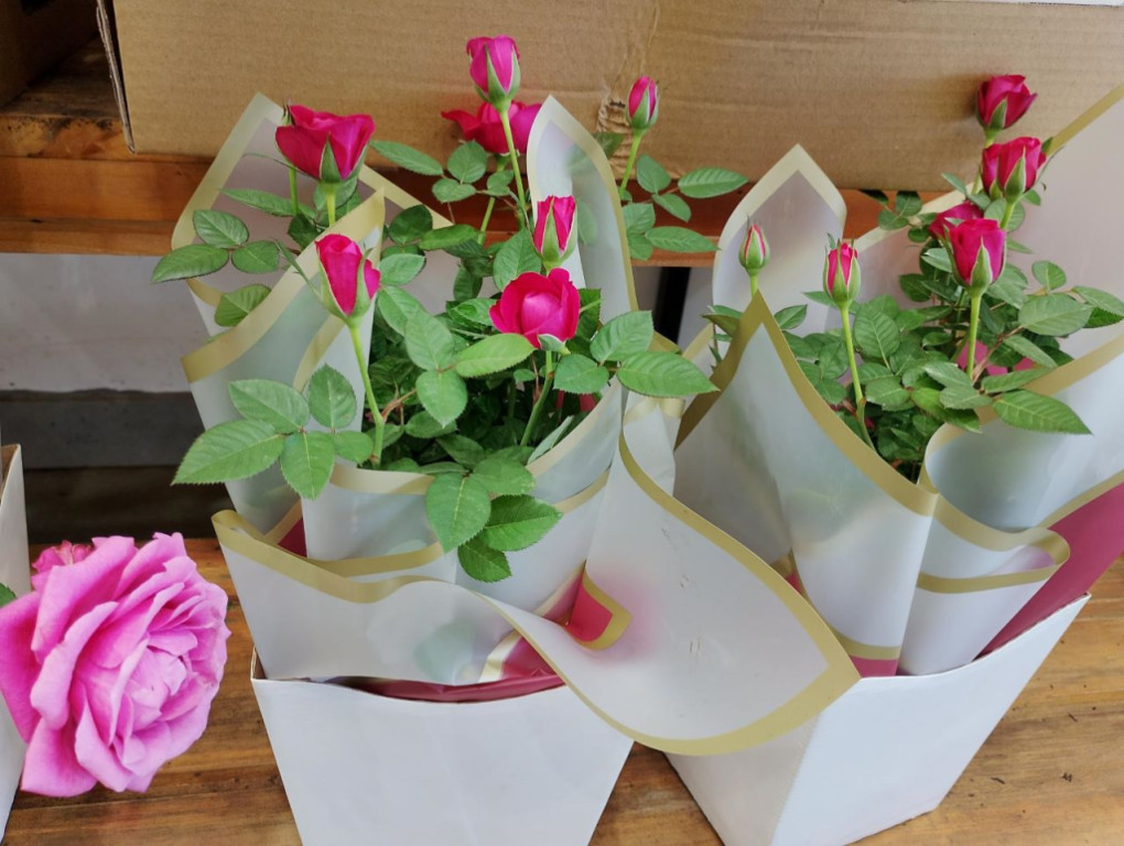 Preço das flores dispara até 57% às vésperas do Dia das Mães em...