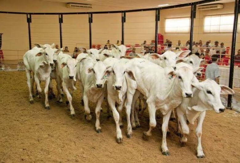 Leilões de gado serão destaques na 60ª Expoagro
