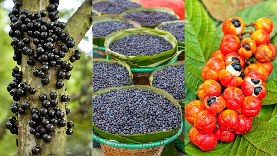 Jabuticaba, açaí e guaraná colocam o Brasil entre as melhores...